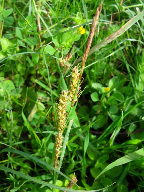 Carex flacca / Carice glauca